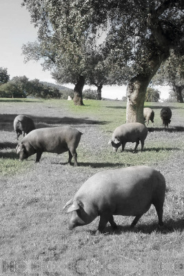 Paleta Ibérica de bellota 100% Raza Ibérica Pata Negra Brida Negra de Guijuelo (Salamanca)