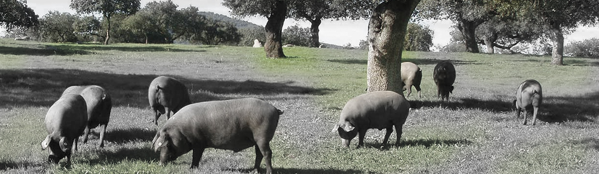 De las dehesas de Guijuelo, Valle de los Pedroches, Extremadura y Jabugo a tu mesa.
